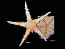 Image of Cheiraster gerlachei 