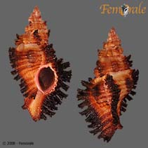 Image of Chicoreus penchinati 