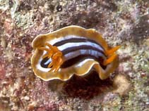 Image of Chromodoris quadricolor (Pyjama nudibranch)