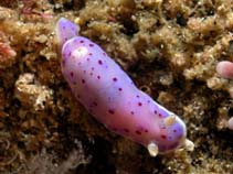 Image of Chromodoris thompsoni (Thompson\