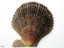 Image of Mimachlamys varia (Variegated scallop)