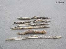 Image of Chaetopterus variopedatus (Fairy tubeworm)