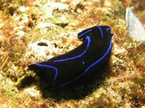 Image of Chelidonura varians (Variable Chelidonura)