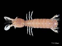 Image of Clorida bombayensis 