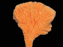 Image of Clathria flabellata 