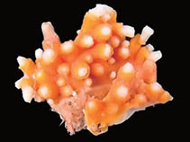 Image of Clavularia mikado 