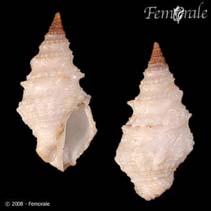 Image of Clavatula muricata 
