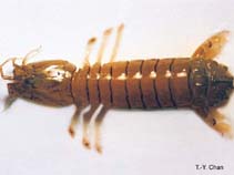 Image of Clorida rotundicauda 