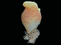 Image of Cnemidocarpa verrucosa (Sea toad)