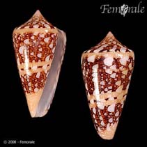 Image of Conus ammiralis (Admiral cone)