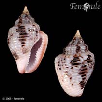 Image of Columbella mercatoria (West Indian dovesnail)