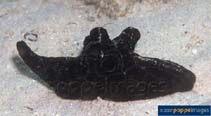 Image of Coriocella nigra (Network lamellaria)