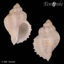 Image of Coralliophila nux 