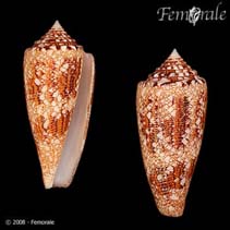 Image of Conus telatus (Philippine cone)