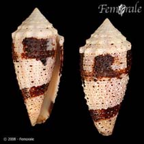 Image of Conus varius (Varius cone)