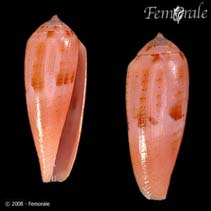 Image of Conus viola 