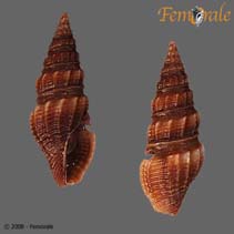 Image of Crassispira affinis 