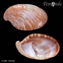Image of Crepidula arenata 