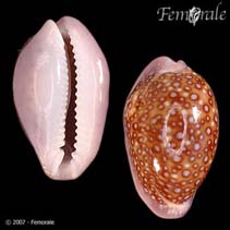 Image of Cypraea albuginosa (Albugine cowrie)