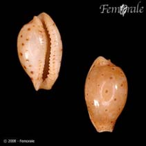 Image of Cypraea beckii (Beck\