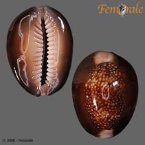 Image of Cypraea caputserpentis (Serpent\