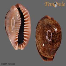 Image of Cypraea caurica (Dragon cowrie)
