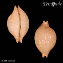 Image of Pustularia cicercula (Chick-pea cowrie)