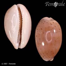 Image of Cypraea cinerea (Gray cowry)