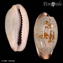 Image of Cypraea cylindrica 