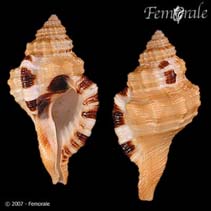 Image of Cymatium grandimaculatum 
