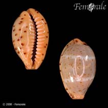 Image of Cypraea lutea 