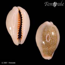 Image of Cypraea ovum 