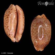 Image of Mauritia scurra (Jester cowrie)