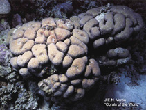 Image of Cyphastrea serailia 