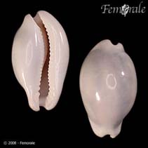Image of Cypraea spadicea (Chestnut cowry)