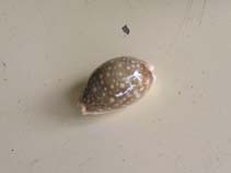 Image of Lyncina vitellus (Pacific deer cowrie)