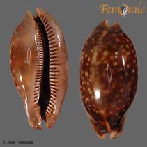 Image of Cypraea zebra (Measled cowry)