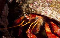 Image of Dardanus calidus (Red hermit crab)