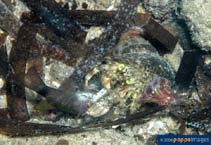 Image of Dardanus deformis (Pale anemone hermit)
