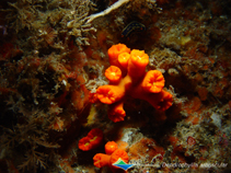 Image of Dendrophyllia arbuscula 