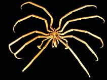 Image of Decolopoda australis 