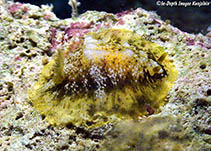 Image of Dendrodoris coronata (Crowned Dendrodoris)