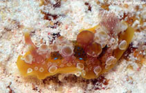 Image of Dendrodoris denisoni (Denison\