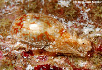 Image of Diniatys dubius 