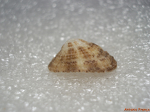 Image of Diodora gibberula 