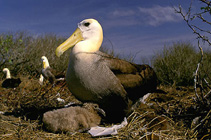 Image of Phoebastria irrorata (Waved albatross)