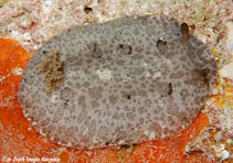 Image of Discodoris lilacina (Lilac Discodoris)