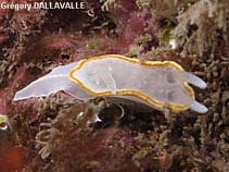 Image of Diaphorodoris luteocincta 