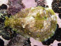 Image of Dolabrifera brazieri 