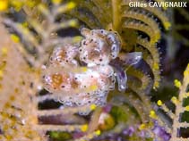 Image of Doto coronata (Crown Doto)